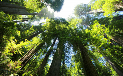 卡巴拉生命之樹、塔羅、與薩弗洛斯