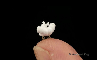 亞馬遜雨林驚現會飛會跳的「間諜爆米花」：飛蝨！