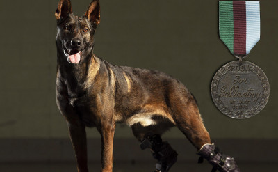 獲頒十字勳章的英勇軍犬！義肢穿上惹人憐