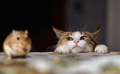 日本神準的心理測驗：當貓遇上老鼠，會怎麼樣呢？