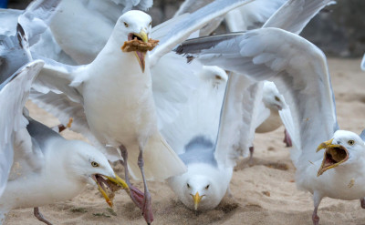 神準心理測驗：海鷗飛翔下一步，竟然跟你的人生走向有關係！？