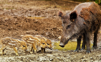 野豬家庭被政府安樂死？羅馬人民不爽了！