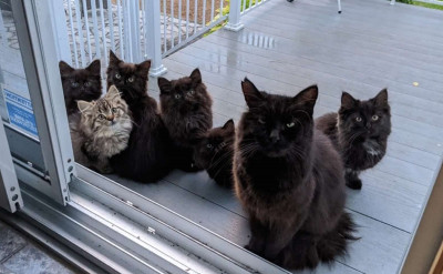 魁北克軼事：主子帶來一家六口，貓奴還不跪謝？