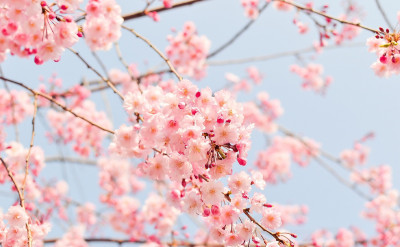 那些塔羅牌面的植物——塔羅中的植物象徵