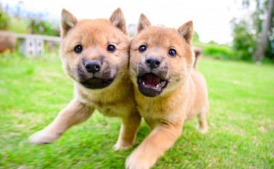 奇蹟的一張：瀕臨絕種的山陰柴犬