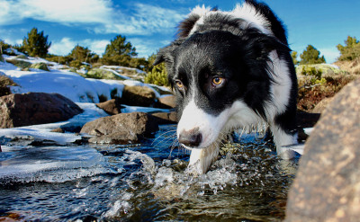 看清你家汪星人！12星座的狗狗都有什麼特質？占星學幫你選出與你最速配的「牠」！