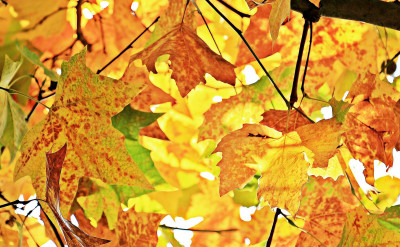 節氣「秋分」太關鍵...養身、求財搶好運別錯過！