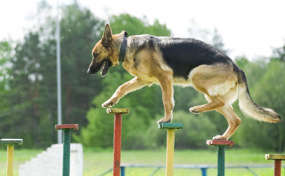 狗派注意！ 10 大最聰明的狗都是哪些？第一名果然不意外