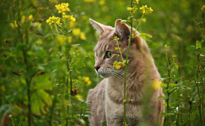 科學家研究：如果貓是人，他們可能是心理變態、精神病患者！