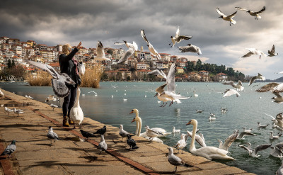 雙子座是蝴蝶、處女座是蜜蜂：12星座內心隱藏的動物性