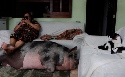 巴西地方媽媽以為自己買的是微型仔豬，沒想到長到250公斤——只好繼續收編了！