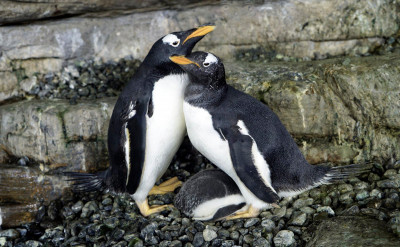 蕾絲邊企鵝伴侶一起孵出小企鵝！超萌模樣狂發糖