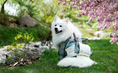 韓國心理測驗：你幻想的「動物信差」，偷偷透露你的理想型與厭惡型！