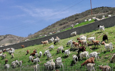 武肺疫情下仍然吃苦耐勞：景觀改造就交給山羊咩咩大軍吧！