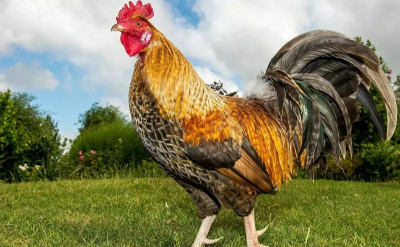 公雞莫里斯開先河：吵吵臭臭的「感官遺產」列入法國法律！