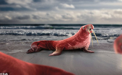 氣候變化之下，未來動物會長什麼樣子？