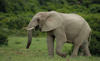 這個國家讓大象吸大麻？其實藏暖心理由... ...