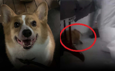 狗主人們都驚呆了：中國政府在 Covid-19 期間瘋狂殺害柯基犬，殘酷影片外流！