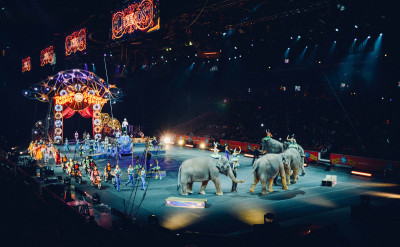 動物們終於鬆口氣！法國馬戲團將禁止動物表演