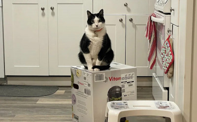 在黑色星期五、他們買了一台攪拌機：結果竟然成為三隻貓咪的爭寵修羅場！