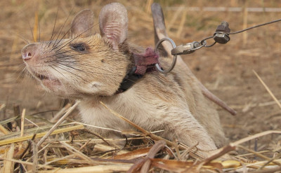 巨鼠 Magawa 立大功！ 地雷與未爆彈都不放眼裡... ...