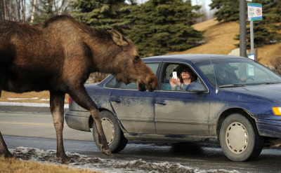 前方高能！加拿大小鎮出現駝鹿舔車警告