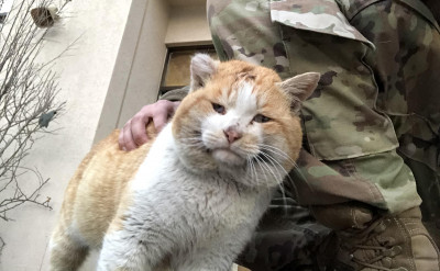 你各位奴才請注意「火燒厝」：家有喵皇，就有火災——南韓貓咪被炎上啦！