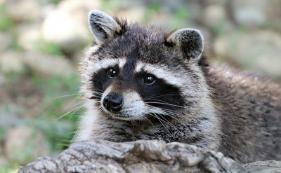 從寵物咖啡廳虐待浣熊事件，談寶劍國王(King of Swords)的逆位意義