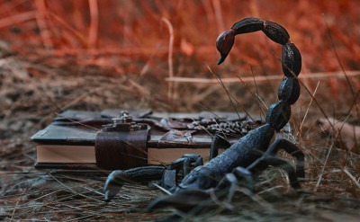 你知道嗎？暗黑系的「天蠍座」還有這不為人知的一面！附上天蠍座落12宮位的指南