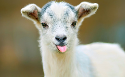 因肺炎疫情而受夠線上會議了嗎？來自英國的「視訊羊」正夯！