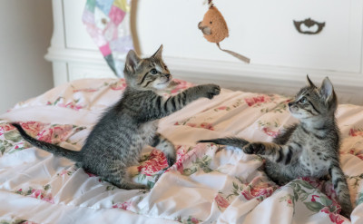 不用寵物溝通師：「MeowTalk」這款App能幫你翻譯喵星語！